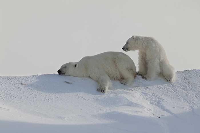 Polar Bear (Ursus maritimus)