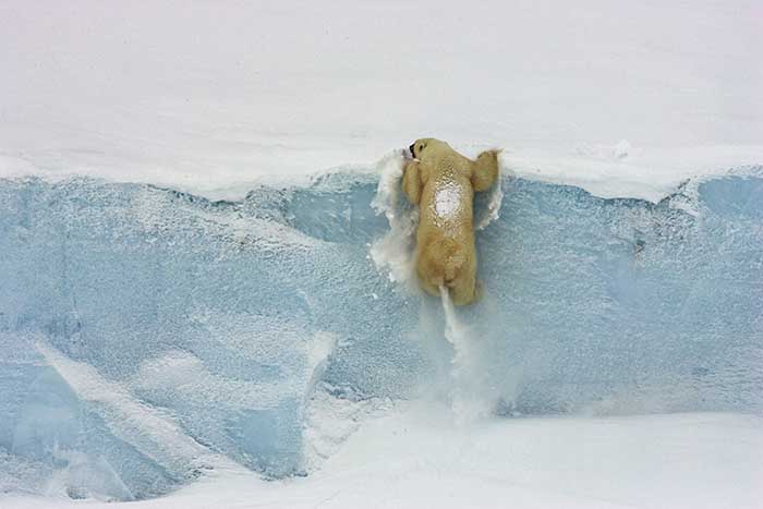 Polar Bear (Ursus maritimus)