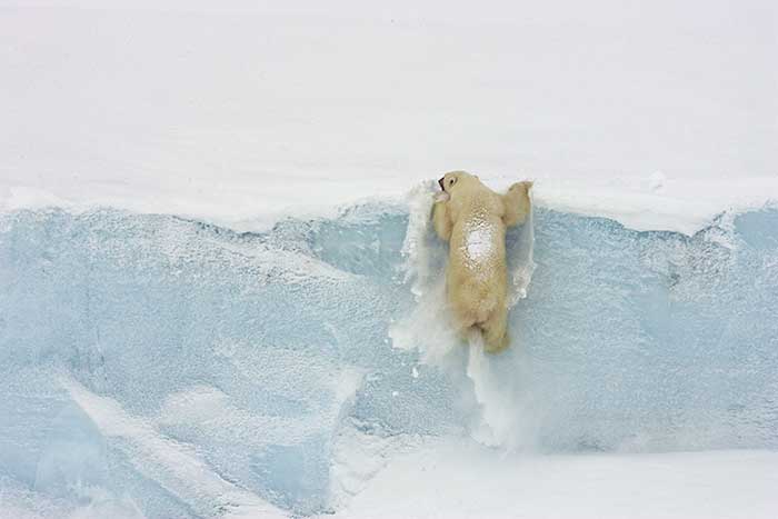 Polar Bear (Ursus maritimus)