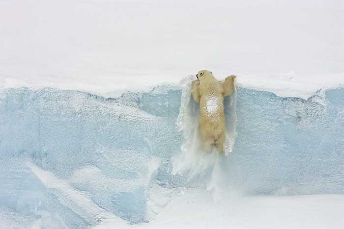 Polar Bear (Ursus maritimus)