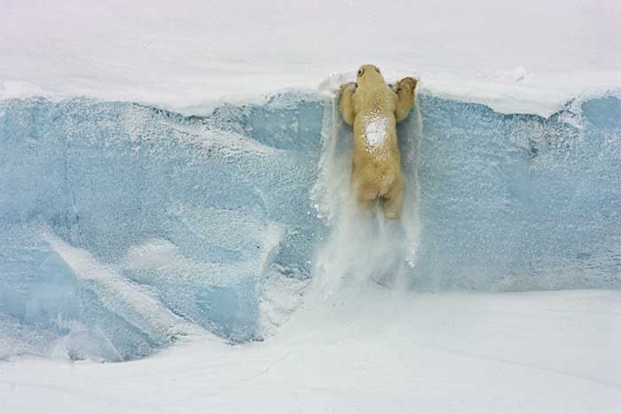 Polar Bear (Ursus maritimus)