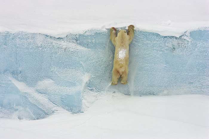 Polar Bear (Ursus maritimus)