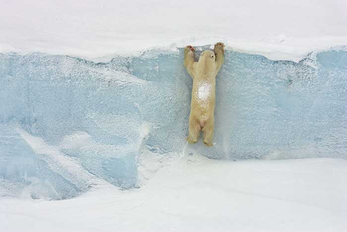 Polar Bear (Ursus maritimus)