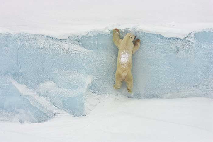 Polar Bear (Ursus maritimus)