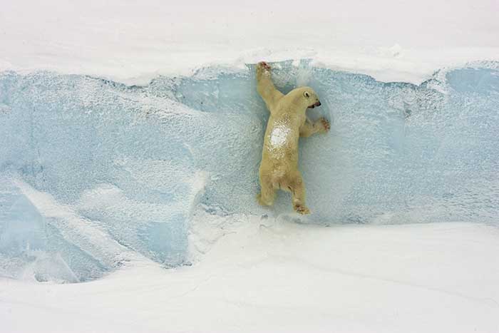 Polar Bear (Ursus maritimus)