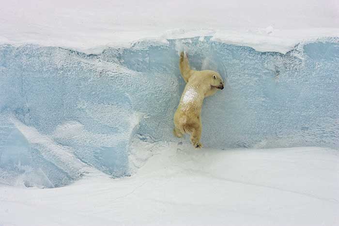 Polar Bear (Ursus maritimus)