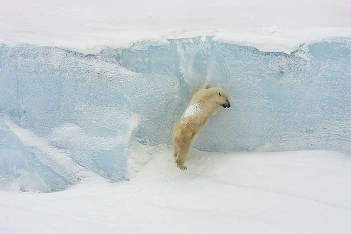 Polar Bear (Ursus maritimus)