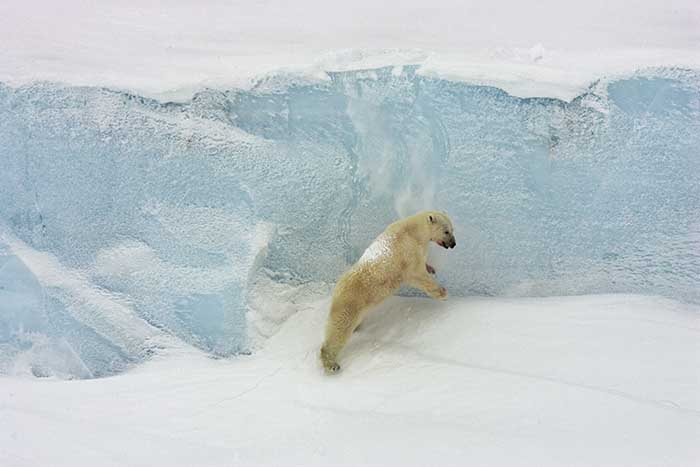 Polar Bear (Ursus maritimus)