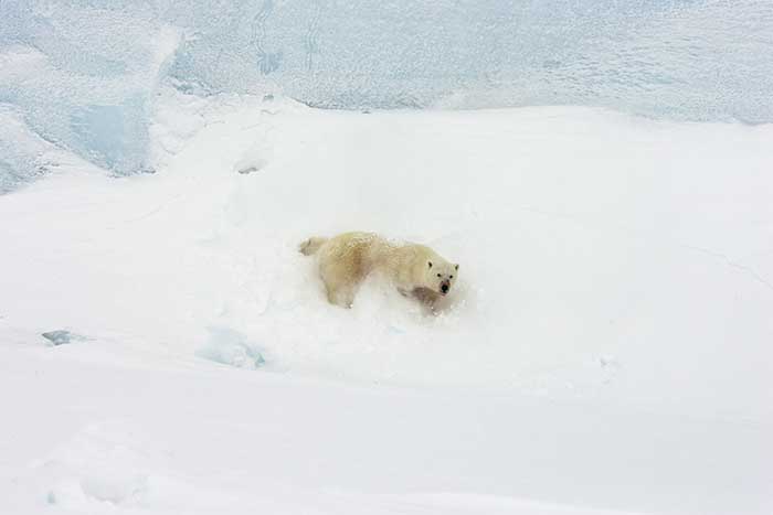 Polar Bear (Ursus maritimus)