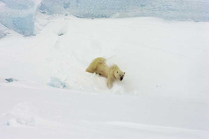 Polar Bear (Ursus maritimus)