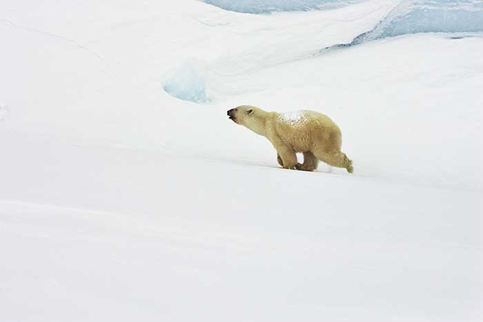 Polar Bear (Ursus maritimus)