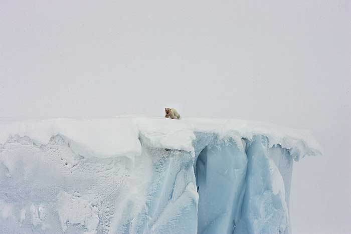 Polar Bear (Ursus maritimus)