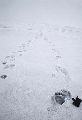 Polar Bear (Ursus maritimus)