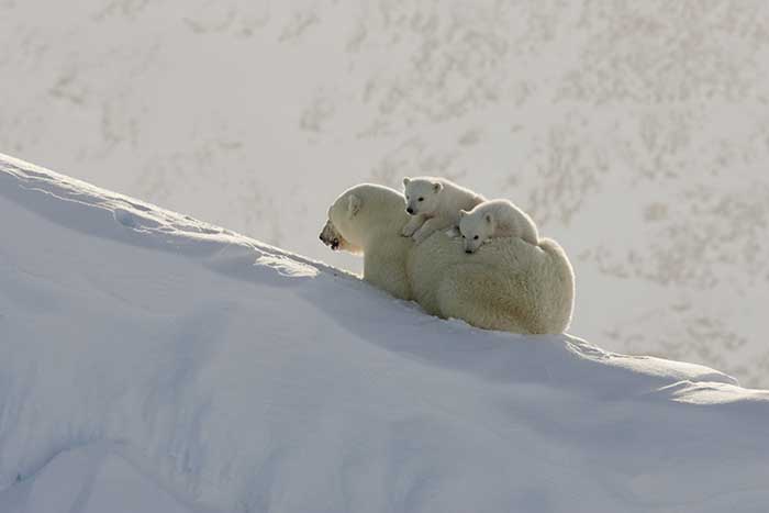 Polar Bear (Ursus maritimus)