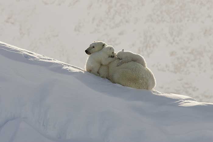 Polar Bear (Ursus maritimus)