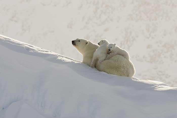 Polar Bear (Ursus maritimus)