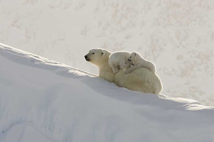 Polar Bear (Ursus maritimus)