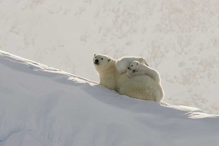 Polar Bear (Ursus maritimus)