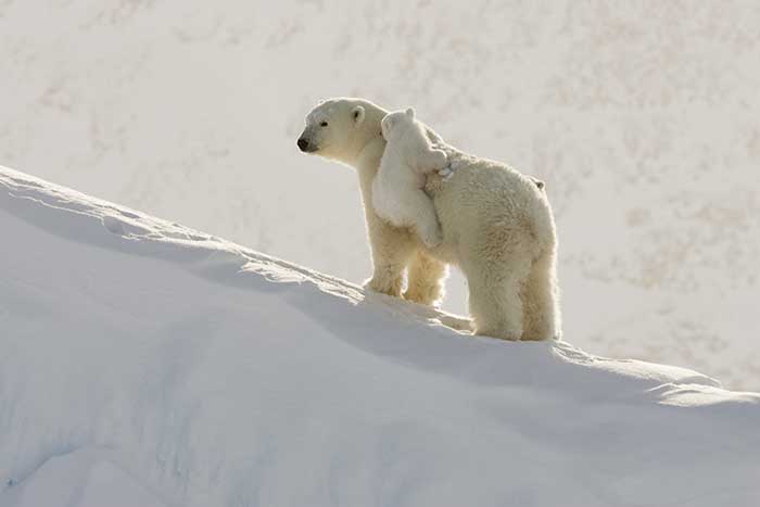 Polar Bear (Ursus maritimus)