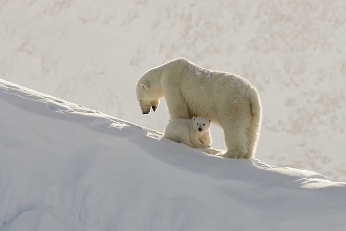 Polar Bear (Ursus maritimus)