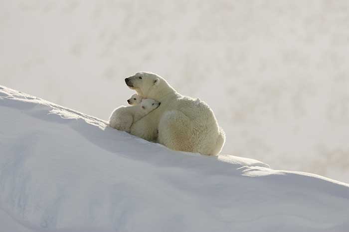 Polar Bear (Ursus maritimus)