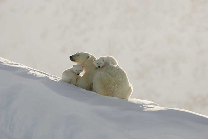 Polar Bear (Ursus maritimus)