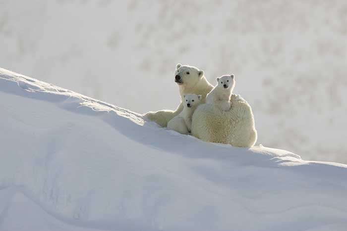 Polar Bear (Ursus maritimus)