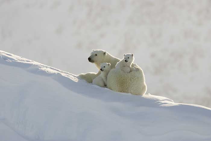 Polar Bear (Ursus maritimus)