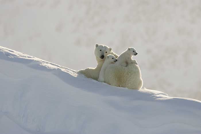 Polar Bear (Ursus maritimus)