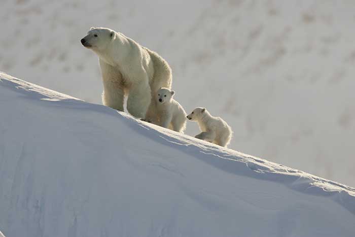 Polar Bear (Ursus maritimus)