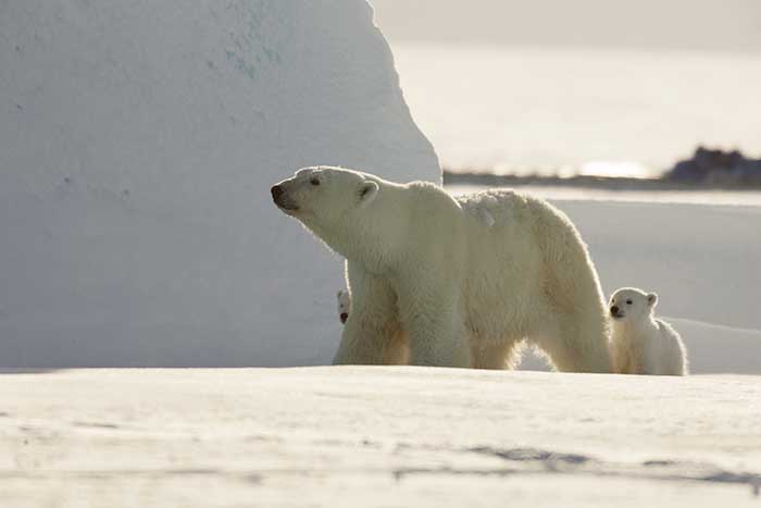 Polar Bear (Ursus maritimus)