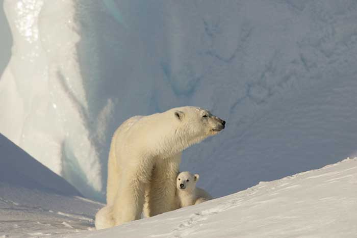 Polar Bear (Ursus maritimus)