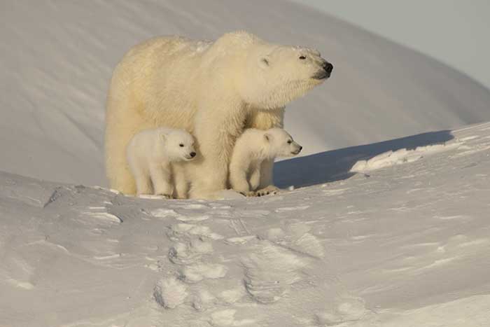 Polar Bear (Ursus maritimus)