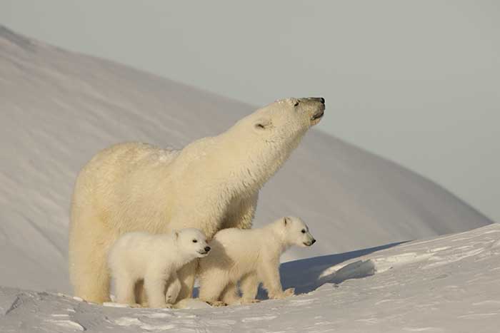 Polar Bear (Ursus maritimus)