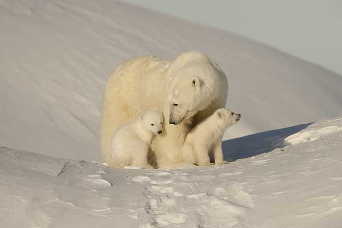 Polar Bear (Ursus maritimus)