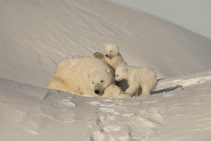 Polar Bear (Ursus maritimus)