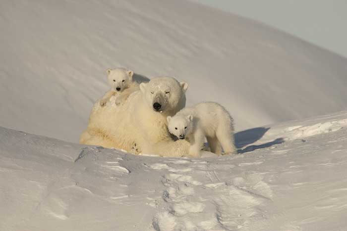 Polar Bear (Ursus maritimus)