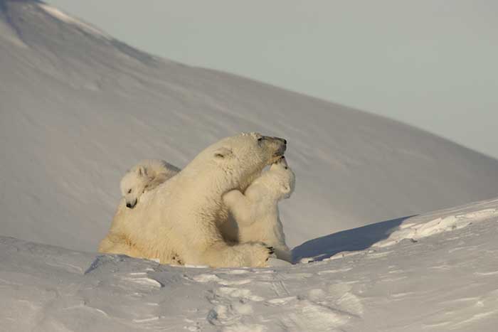 Polar Bear (Ursus maritimus)