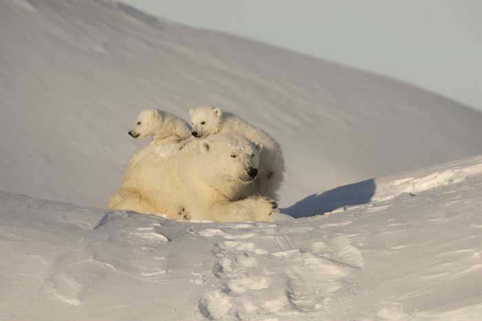 Polar Bear (Ursus maritimus)