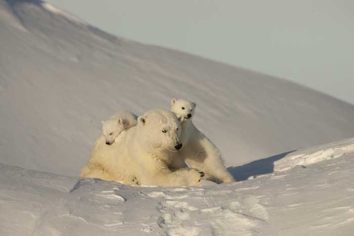 Polar Bear (Ursus maritimus)