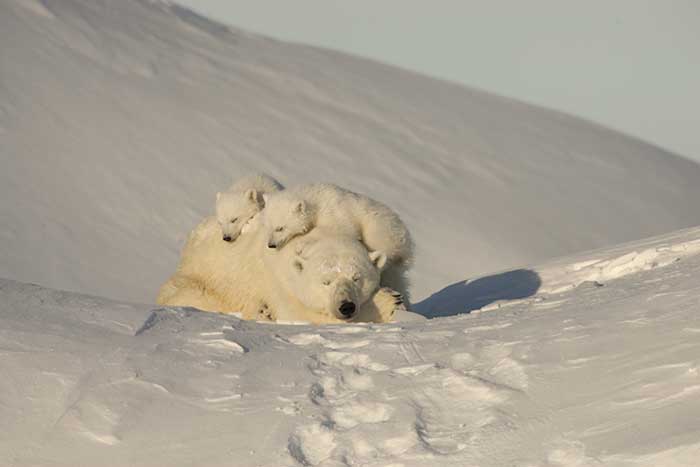 Polar Bear (Ursus maritimus)