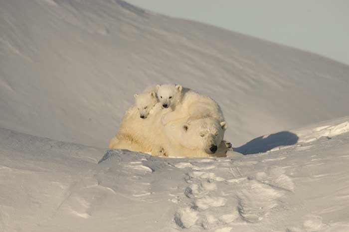 Polar Bear (Ursus maritimus)