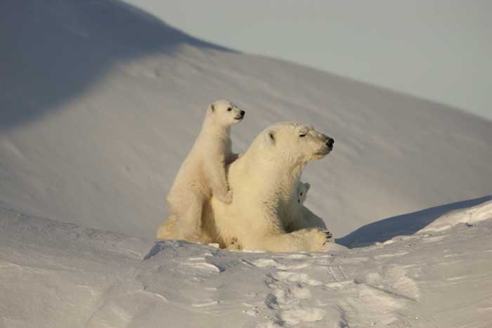 Polar Bear (Ursus maritimus)