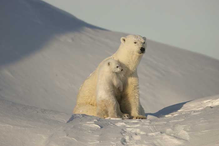 Polar Bear (Ursus maritimus)