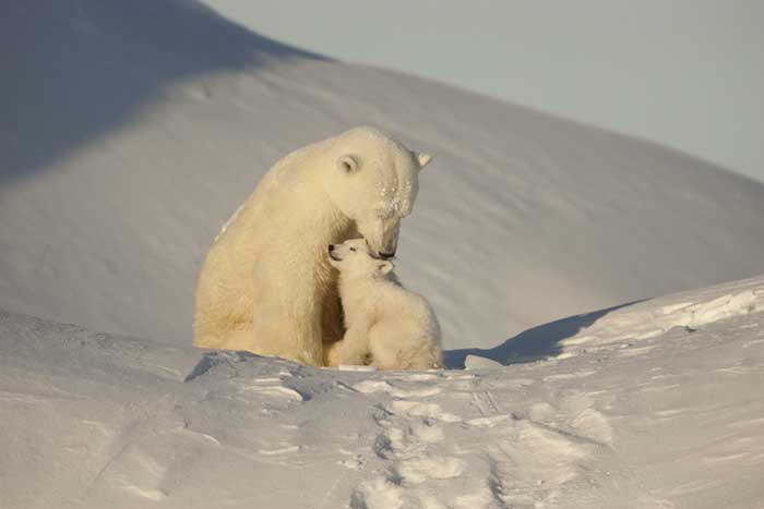 Polar Bear (Ursus maritimus)