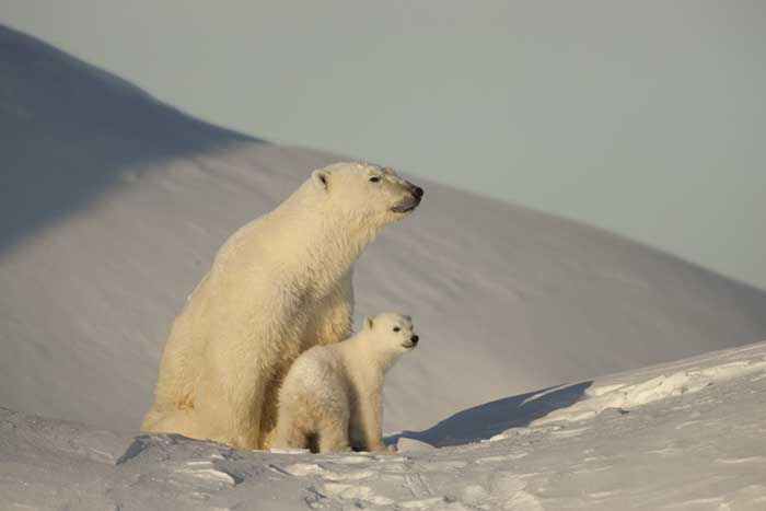 Polar Bear (Ursus maritimus)