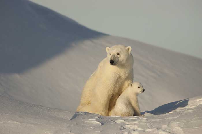 Polar Bear (Ursus maritimus)