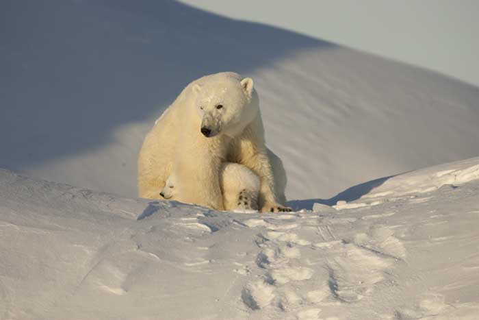 Polar Bear (Ursus maritimus)