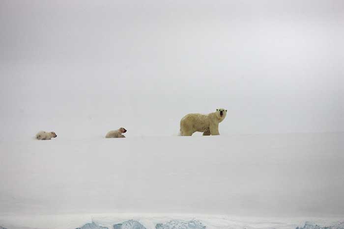 Polar Bear (Ursus maritimus)