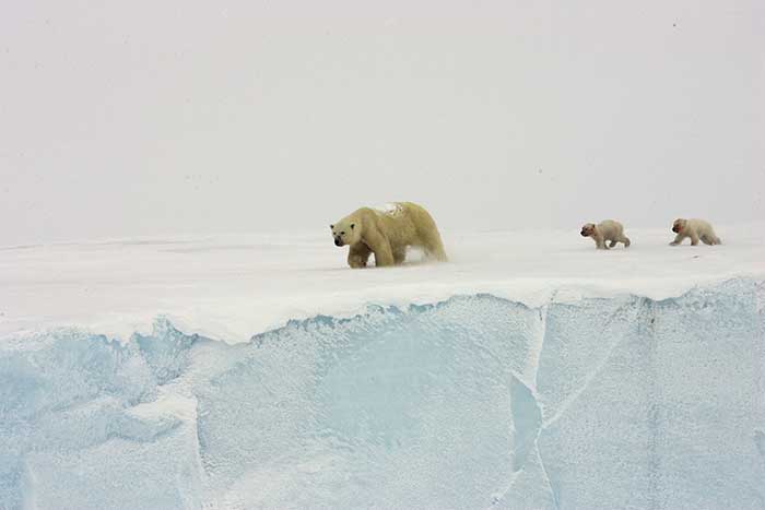 Polar Bear (Ursus maritimus)